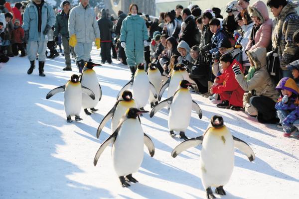 旭山動物園_ペンギンの散歩.jpg